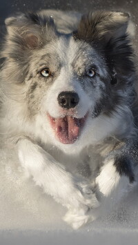 Border collie w śniegu