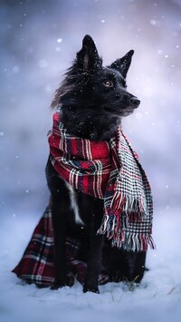 Border collie w szaliku