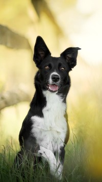 Border collie w trawie