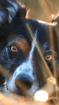 Border collie w zbliżeniu