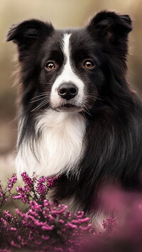 Border collie we wrzosach