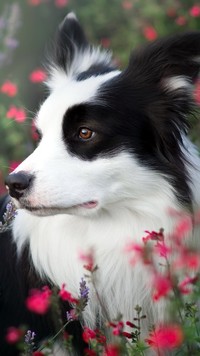 Border collie wśród kwiatów na łące