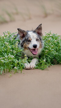 Border collie wśród roślin