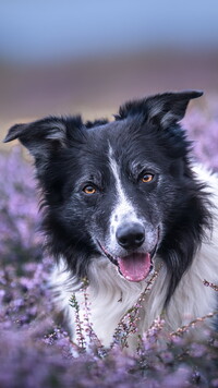 Border collie wśród wrzosów