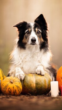 Border collie z łapkami na dyniach