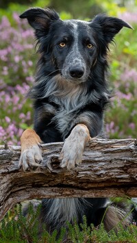 Border collie z łapkami na konarze