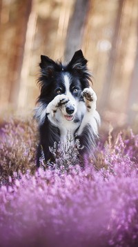 Border collie z łapkami w górze