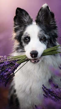 Border collie z lawendą w pyszczku