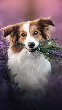 Border collie z lawendą w pyszczku