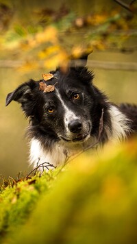 Border collie z listkami na głowie