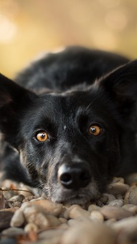 Border collie z mordką na kamieniach