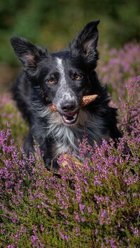 Border collie z szyszką w mordce