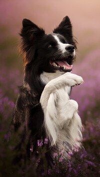 Border collie z uniesioną łapką