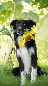 Border collie ze słonecznikiem w pysku