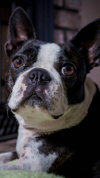 Boston terrier