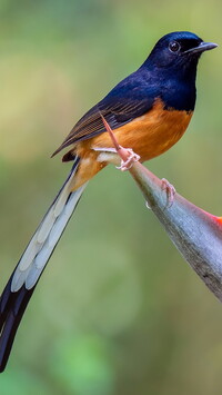 Brązowo-granatowy ptak w zbliżeniu