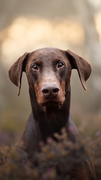 Brązowy doberman