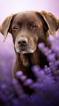 Brązowy labrador retriever