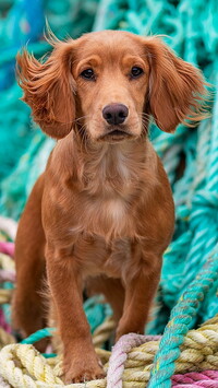 Brązowy pies na kolorowych linach