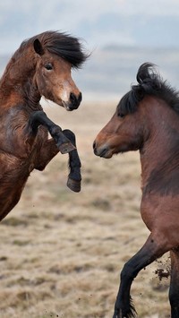 Brykające konie