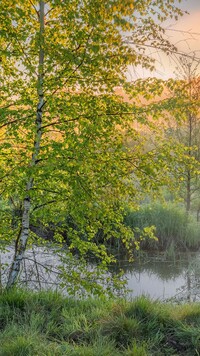 Brzoza nad rzeką