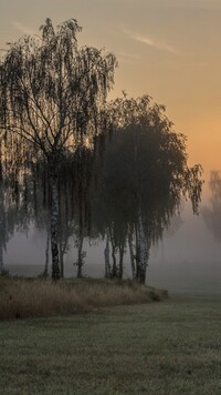 Brzozy na zamglonym polu