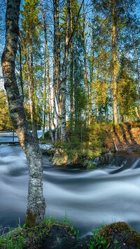 Brzozy nad rwąca rzeką Kitkajoki