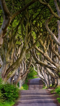 Bukowa aleja Dark Hedges