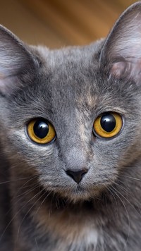Bursztynowe oczy kota brytyjskiego