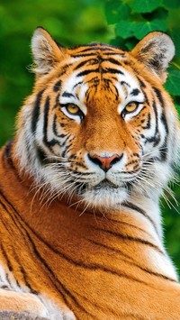 Bursztynowe oczy tygrysa