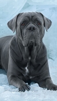 Cane corso