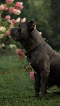 Cane corso