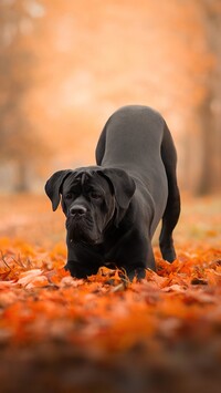 Cane corso