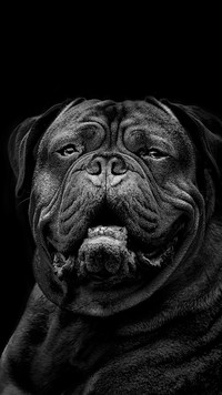 Cane corso