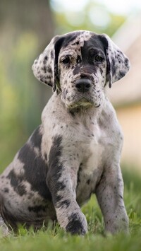 Catahoula leopard dog