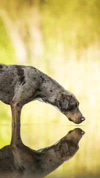 Catahoula leopard dog odbity w wodzie