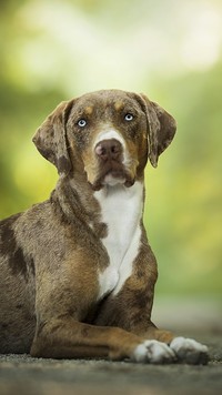 Catahoula leopard dog z niebieskimi oczami