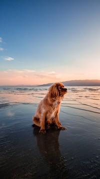 Cavalier king charles spaniel na morskiej plaży o wschodzie słońca.