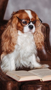 Cavalier King Charles spaniel w okularach z książką