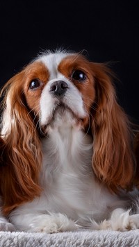 Cavalier king charles spaniel