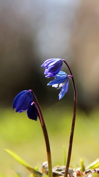 Cebulica syberyjska