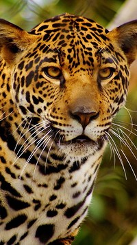 Cętkowany jaguar wypatruje obiadu