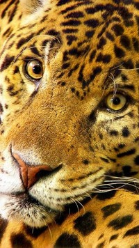 Cętkowany jaguar