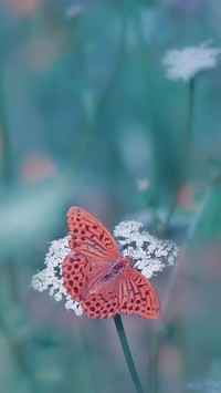 Cętkowany motyl na kwiatku
