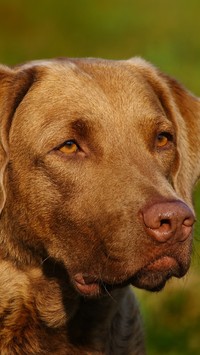 Chesapeake Bay retriever