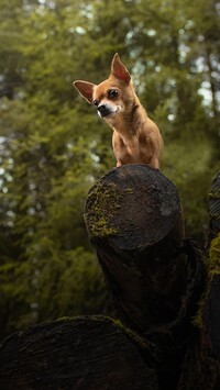 Chihuahua krótkowłosa