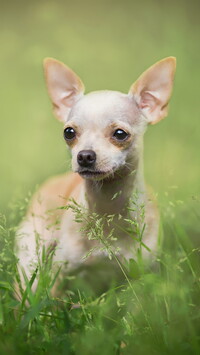 Chihuahua krótkowłosa w trawie