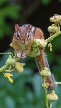 Chipmunk