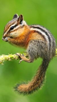 Chipmunk  na gałązce