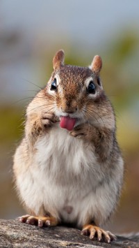 Chipmunk pokazuje język